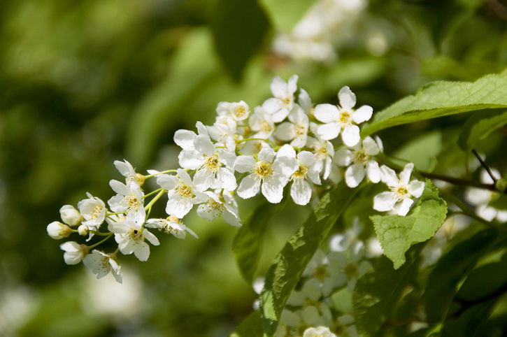 Trailing-Arbutus